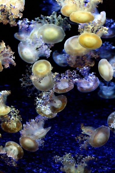 11 - Jellyfish
