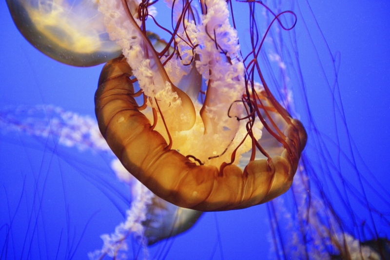 19 - Jellyfish