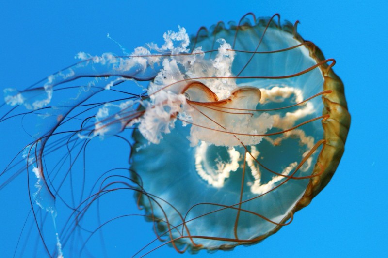 2 - Jellyfish