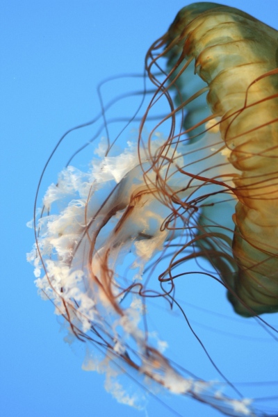24 - Jellyfish