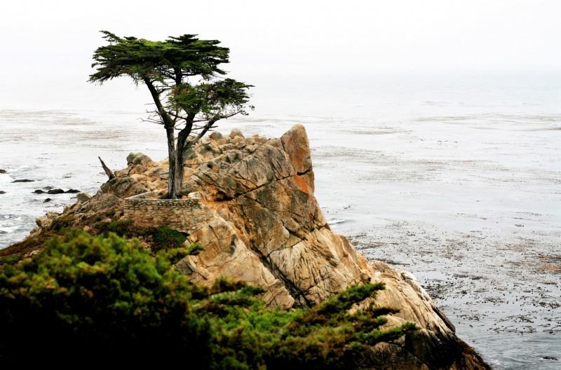 4 - The Lone Cypress - California