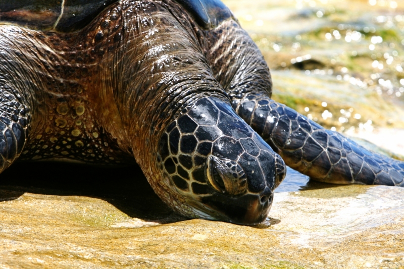40 - Sea Turtle