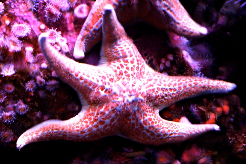 42 - Starfish