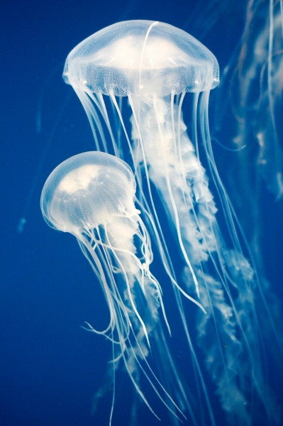 6 - Jellyfish