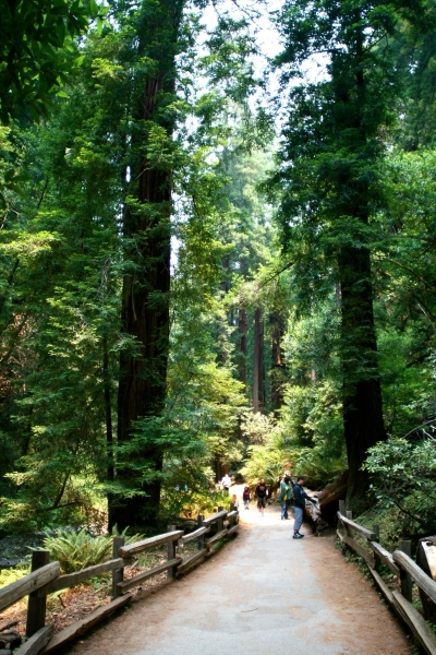 8 - Muir Woods California