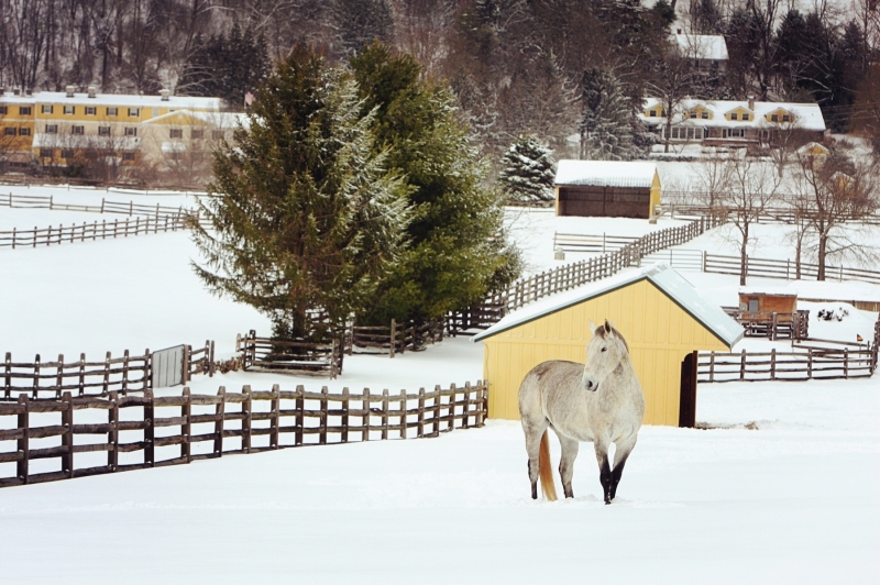 16 - Horse in Snow