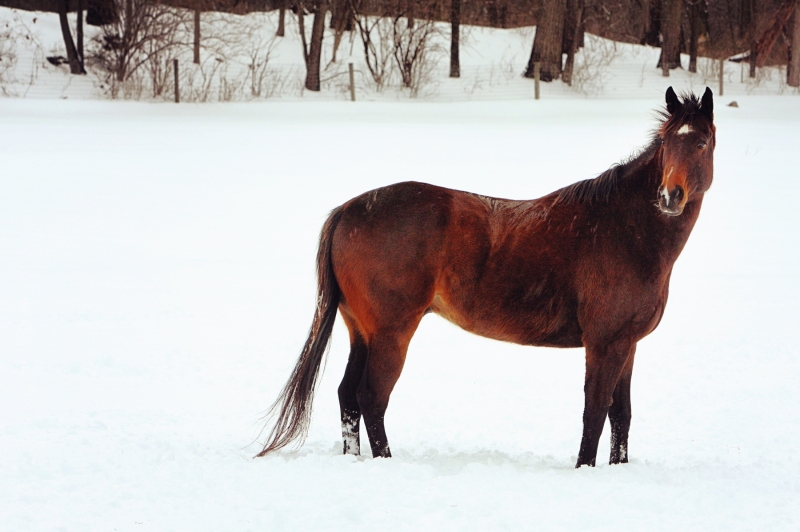 7 - Brown Horse in Snow